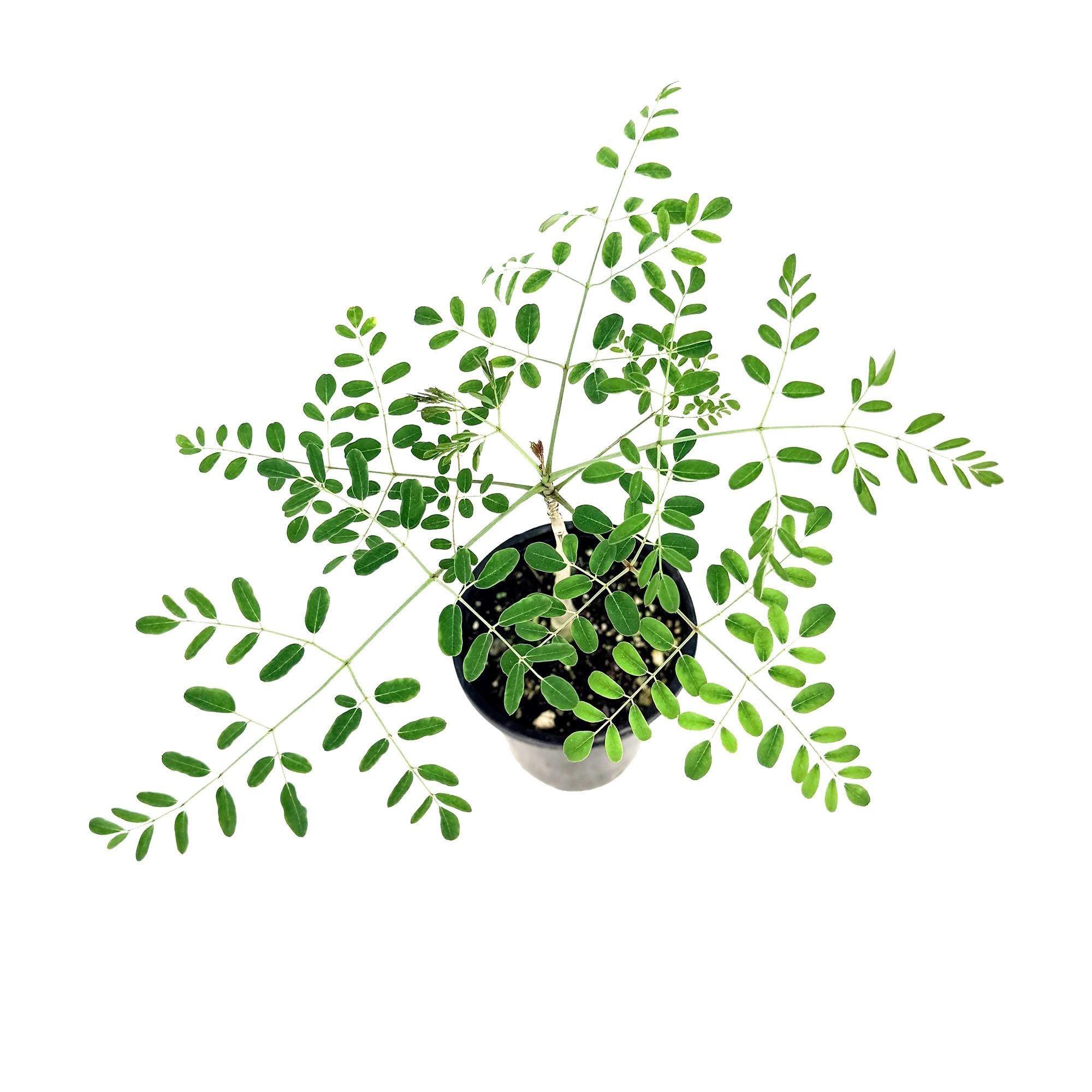 Moringa hildebrandtii 'Madagascar Bottle Tree'