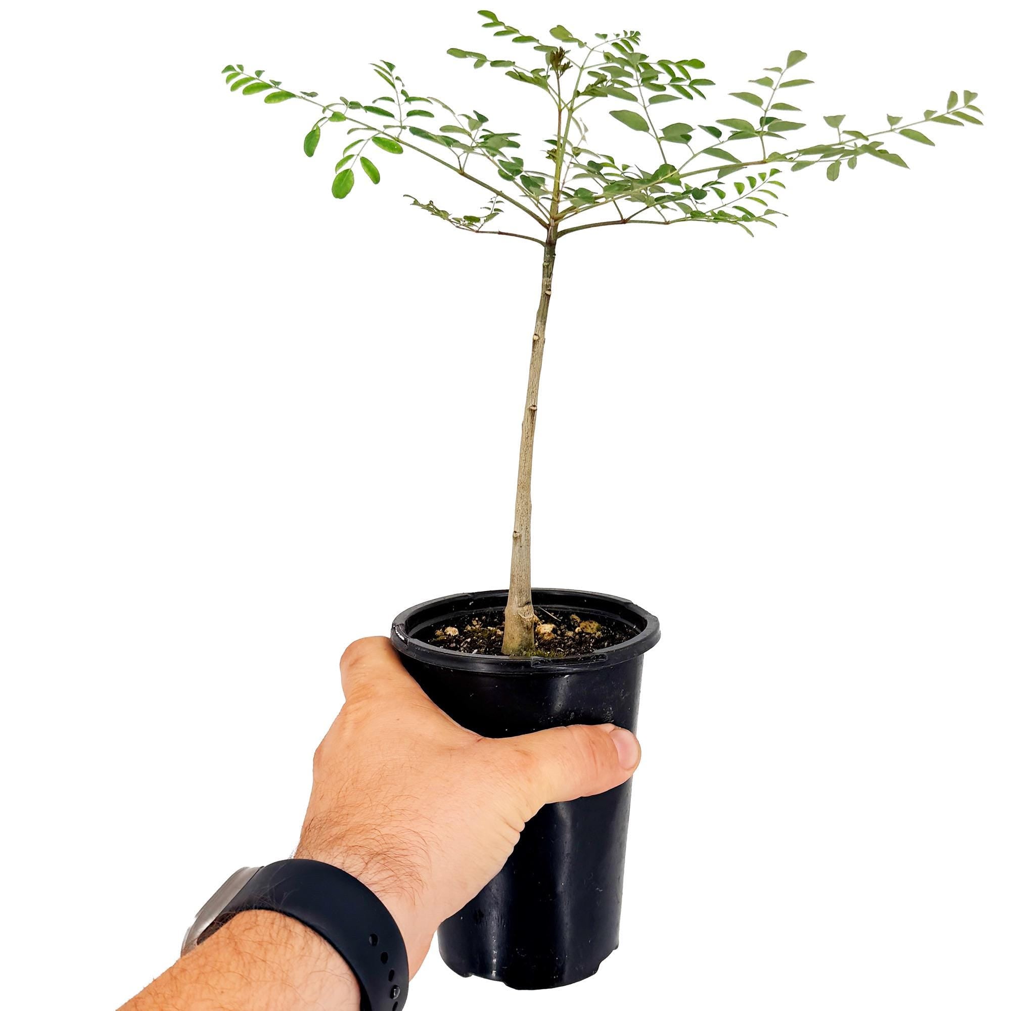 Moringa hildebrandtii 'Madagascar Bottle Tree'