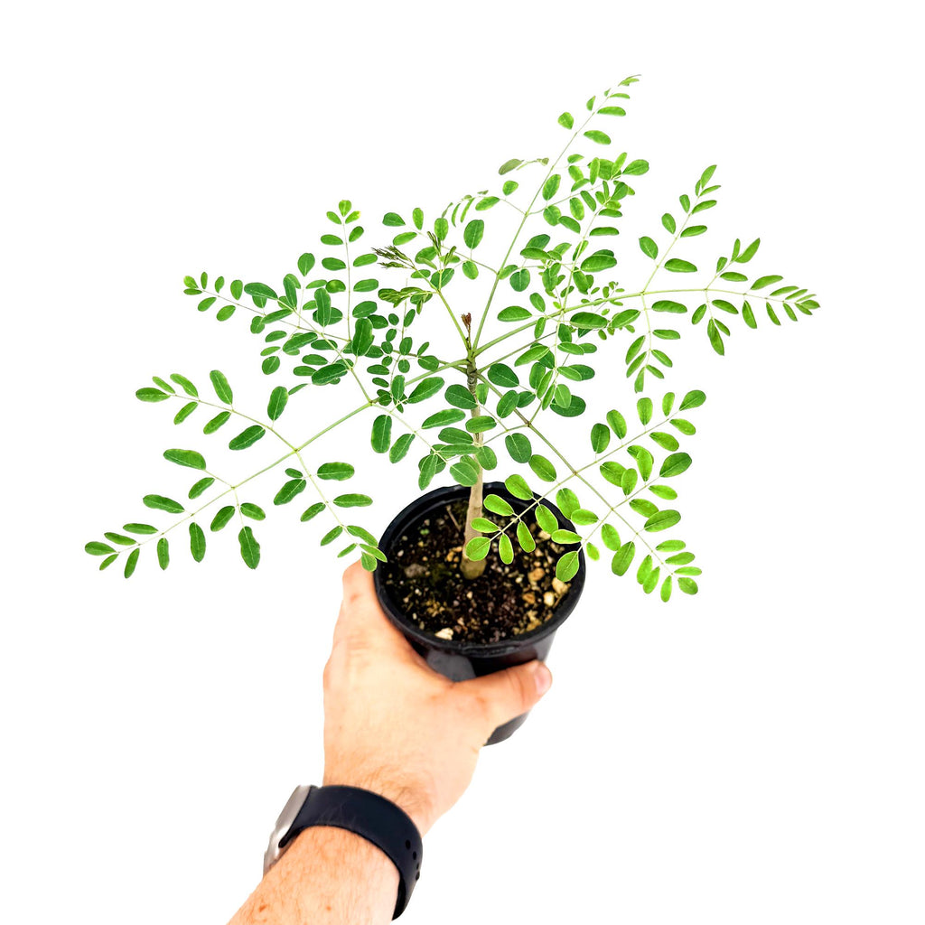 Moringa hildebrandtii 'Madagascar Bottle Tree'