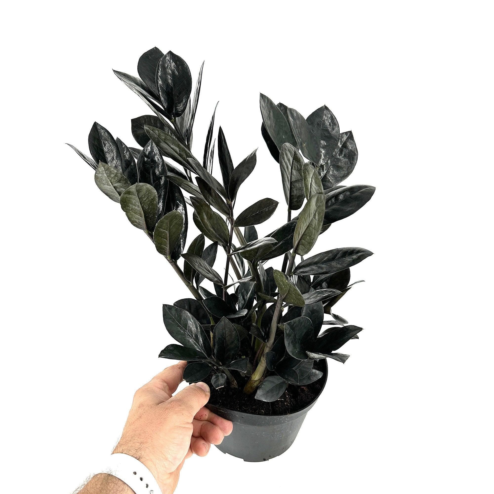 Zamioculcas zamiifolia 'Raven'