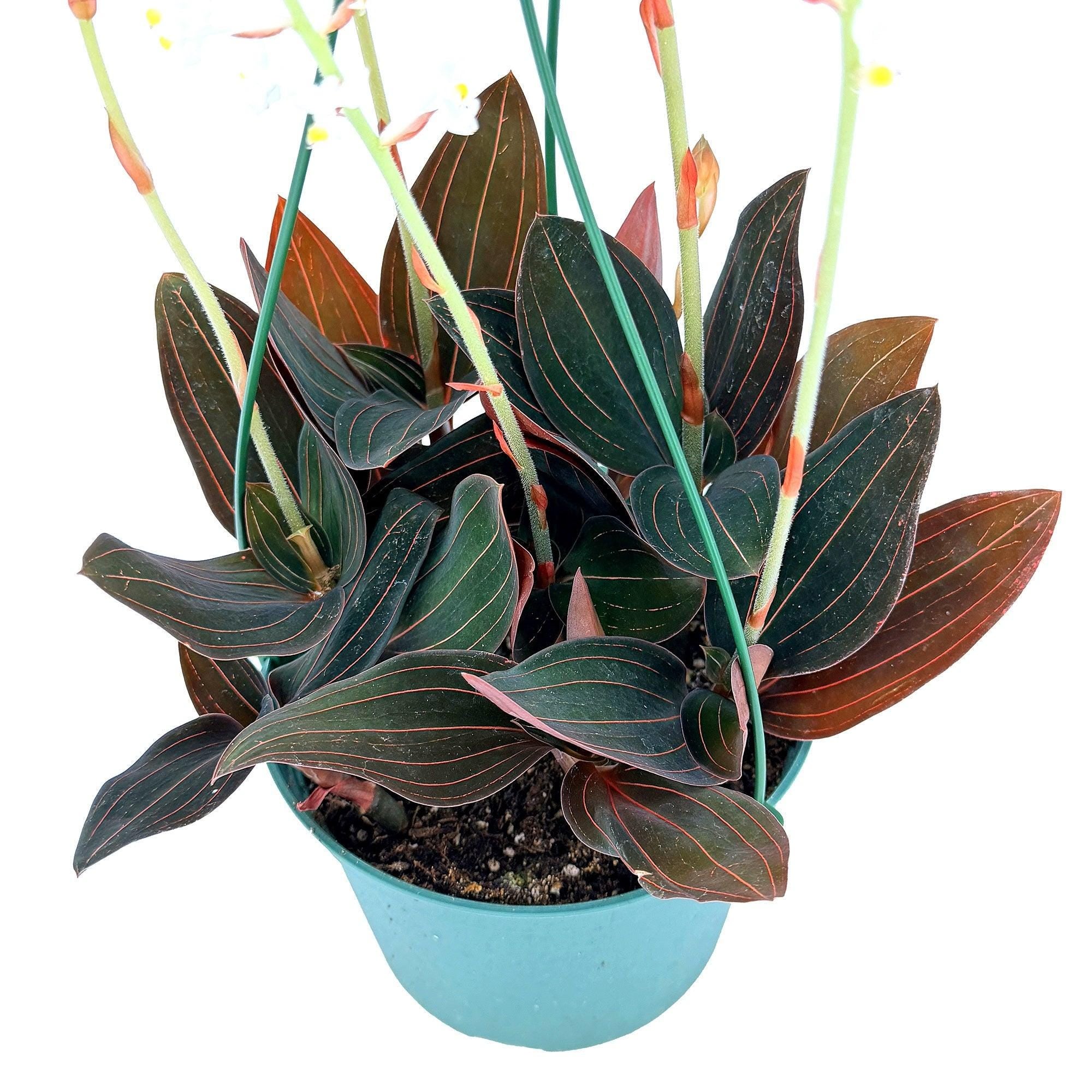 Ludisia discolor ‘Black Jewel Orchid'