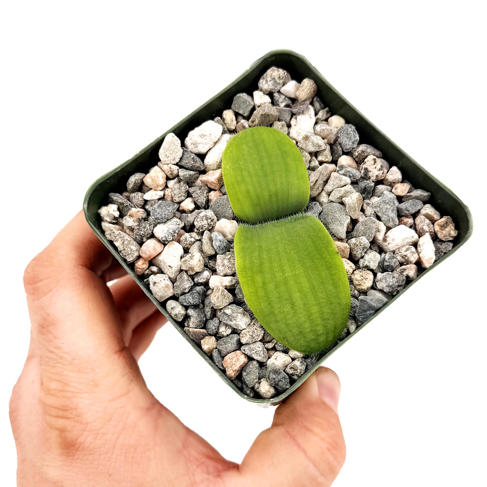Haemanthus deformis