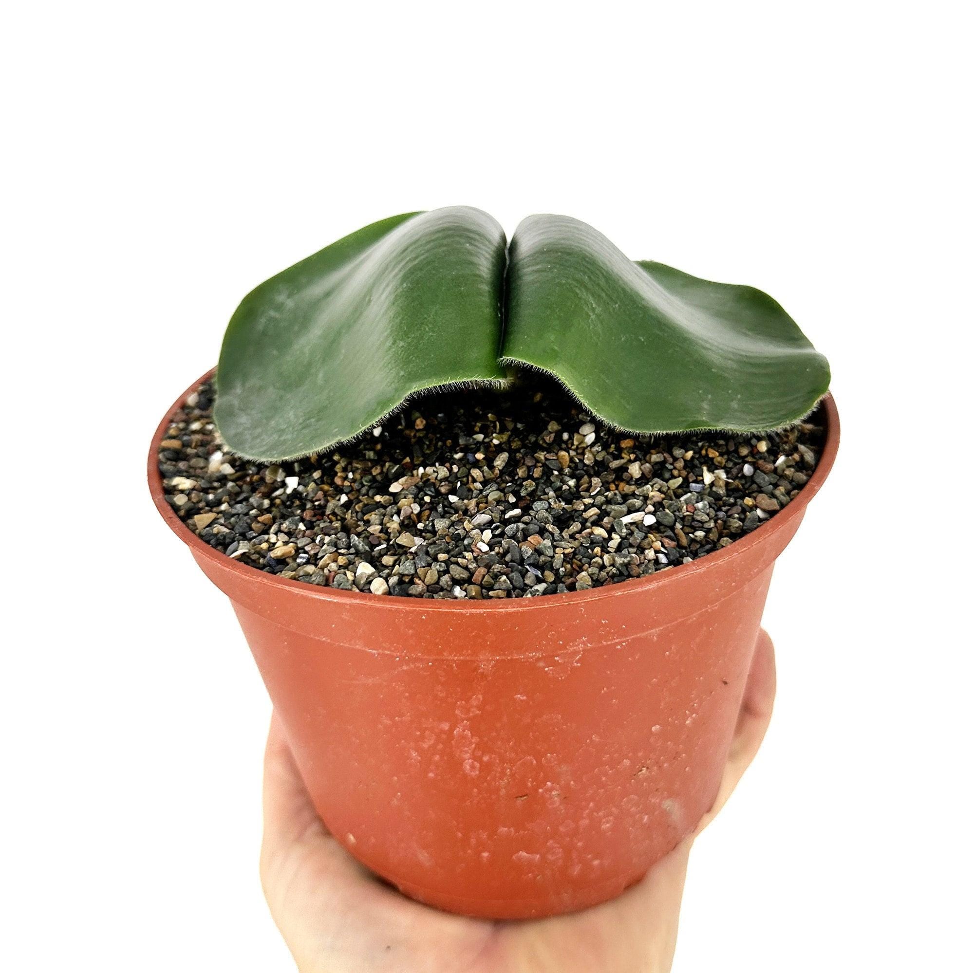 Haemanthus deformis