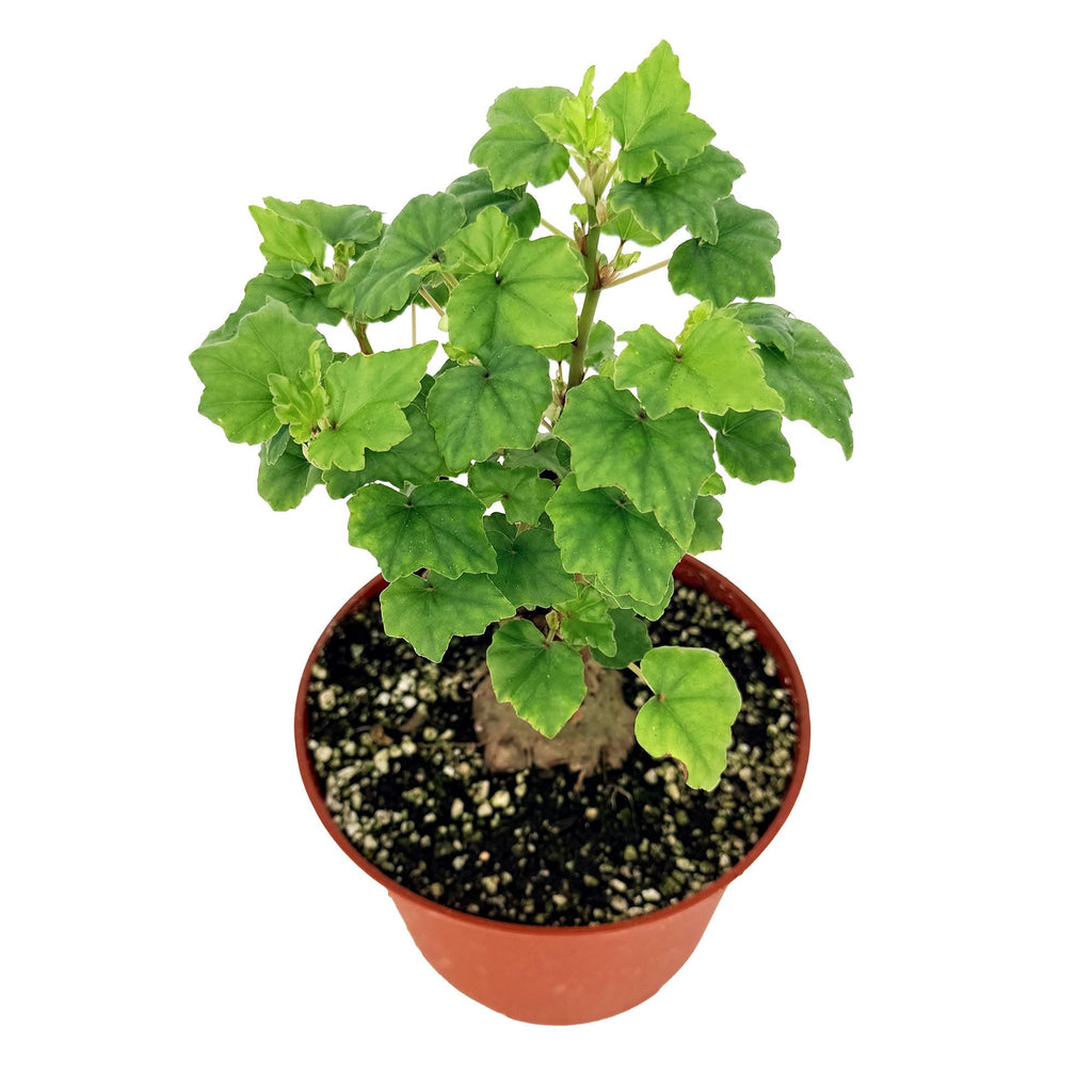 Begonia dregei
