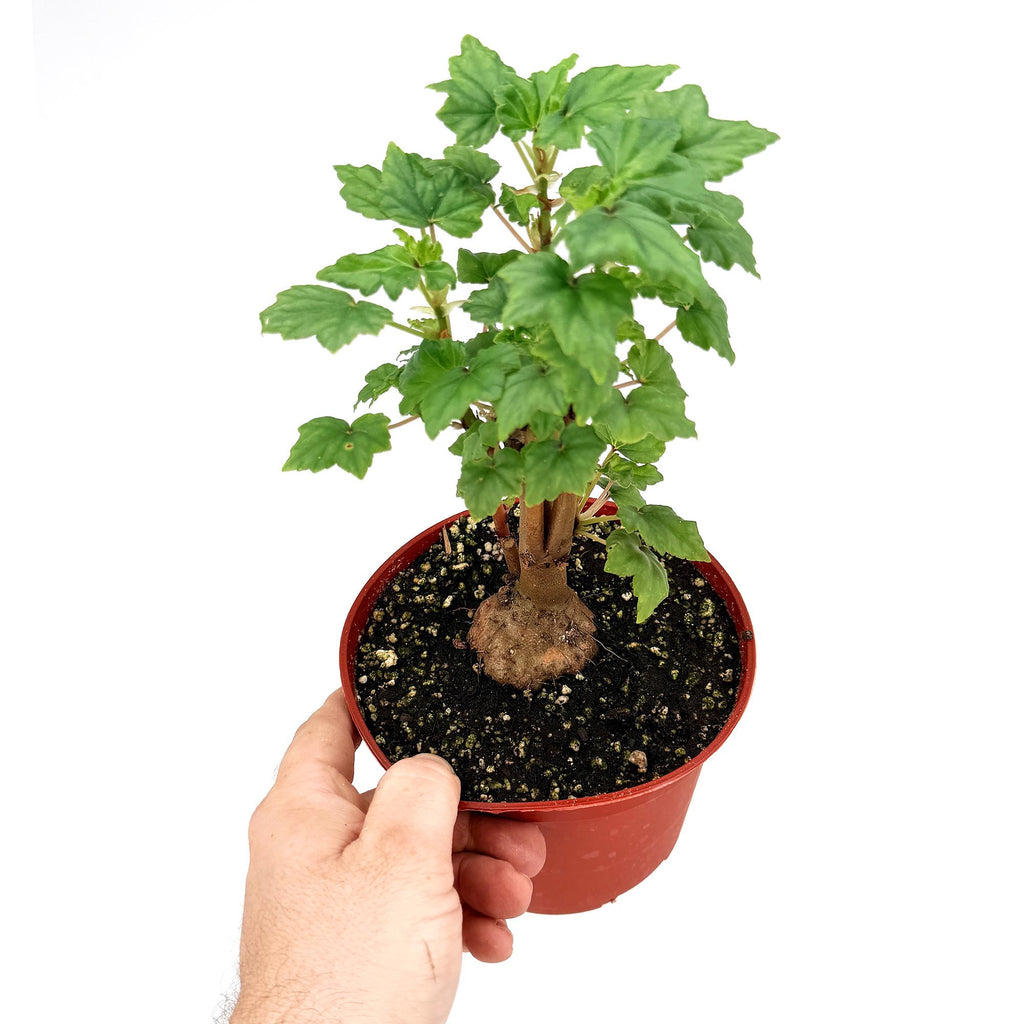 Begonia dregei