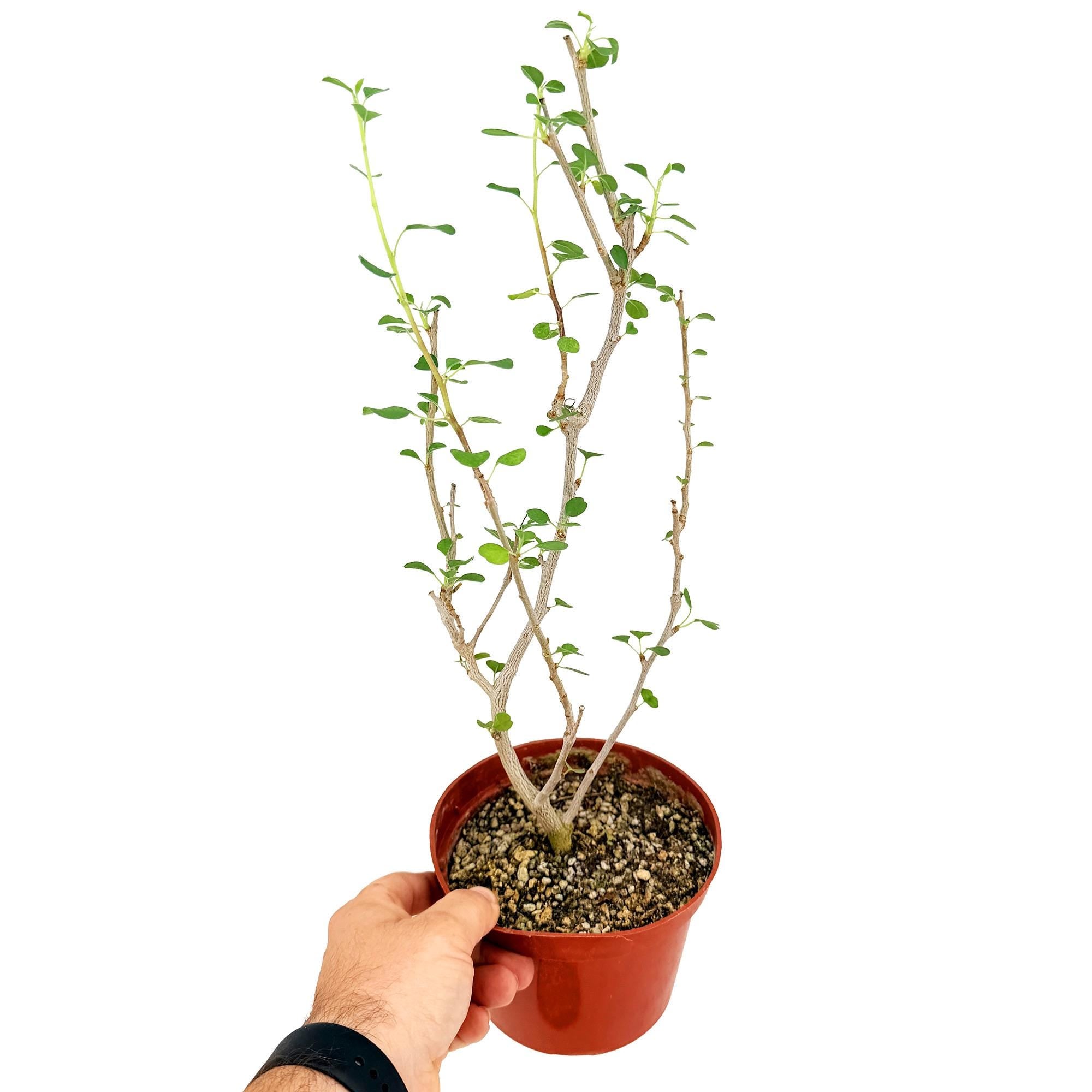 Euphorbia misera 'Cliff Spurge'