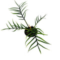 Philodendron Tortum
