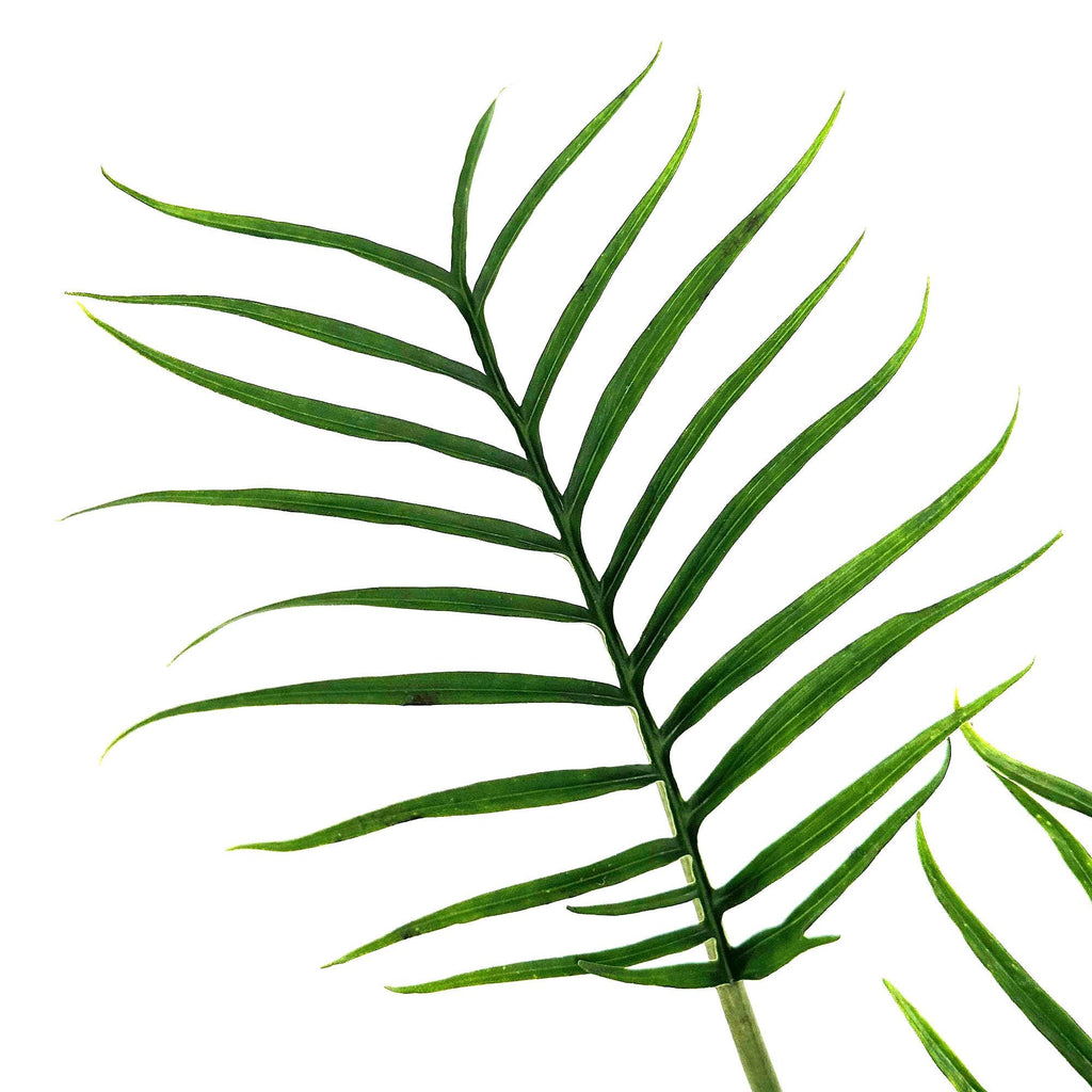 Philodendron Tortum