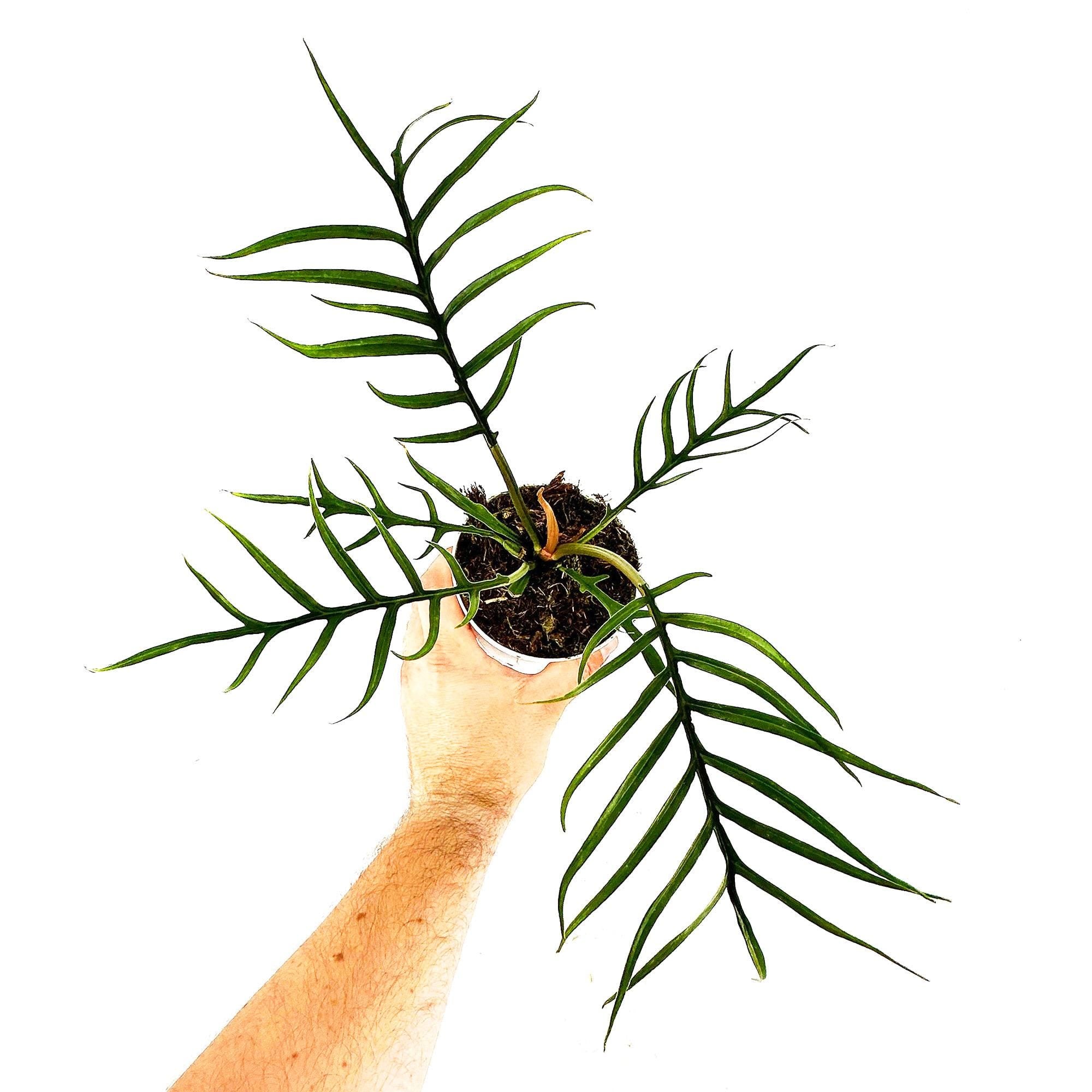 Philodendron Tortum