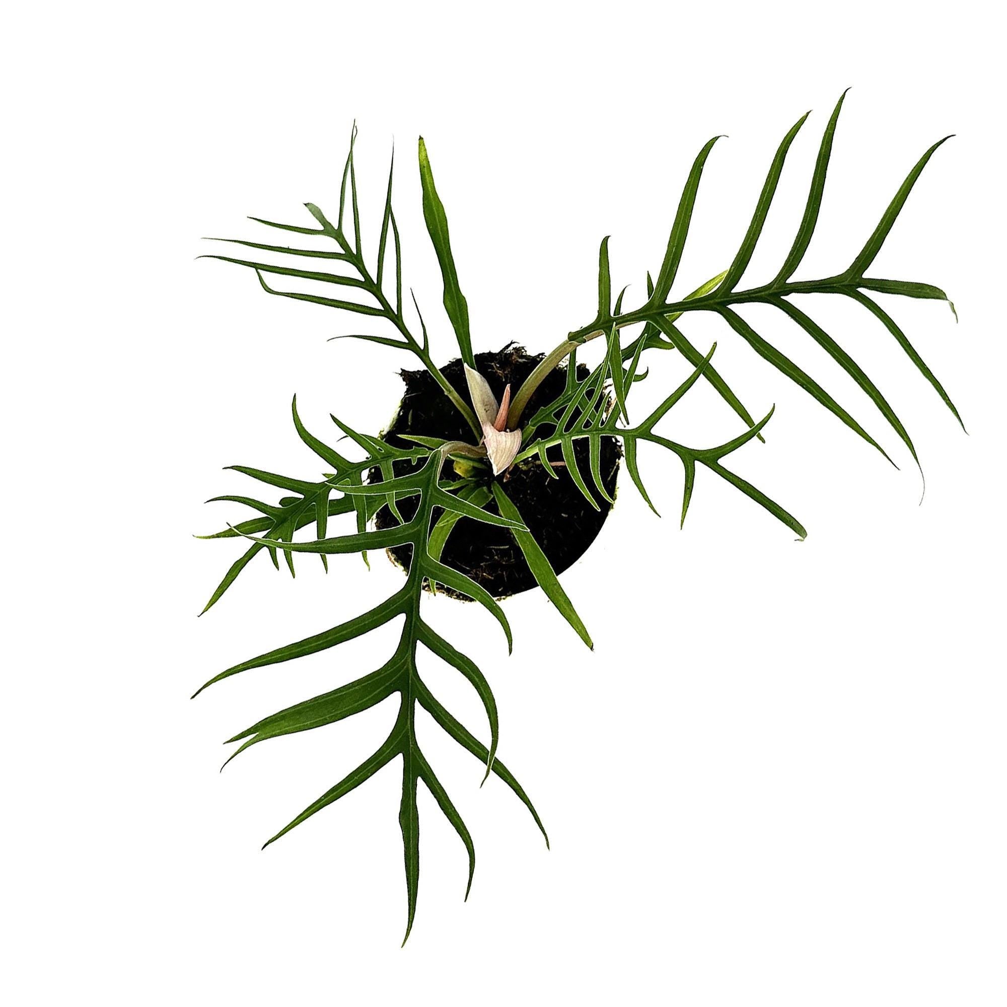 Philodendron Tortum