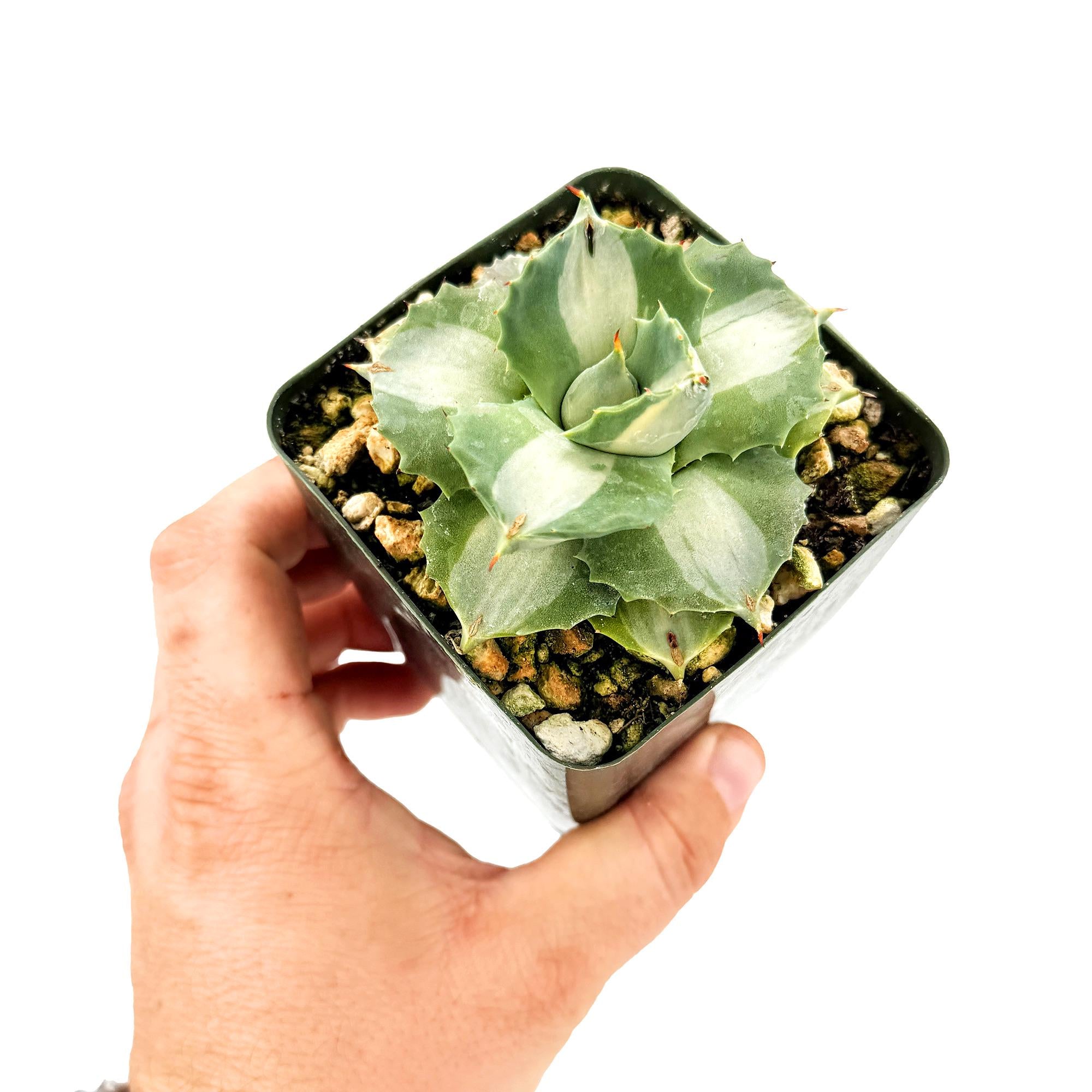 Agave isthmensis ‘Hoji Raijin'