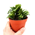 Zamioculcas zamiifolia ‘Zenzi'