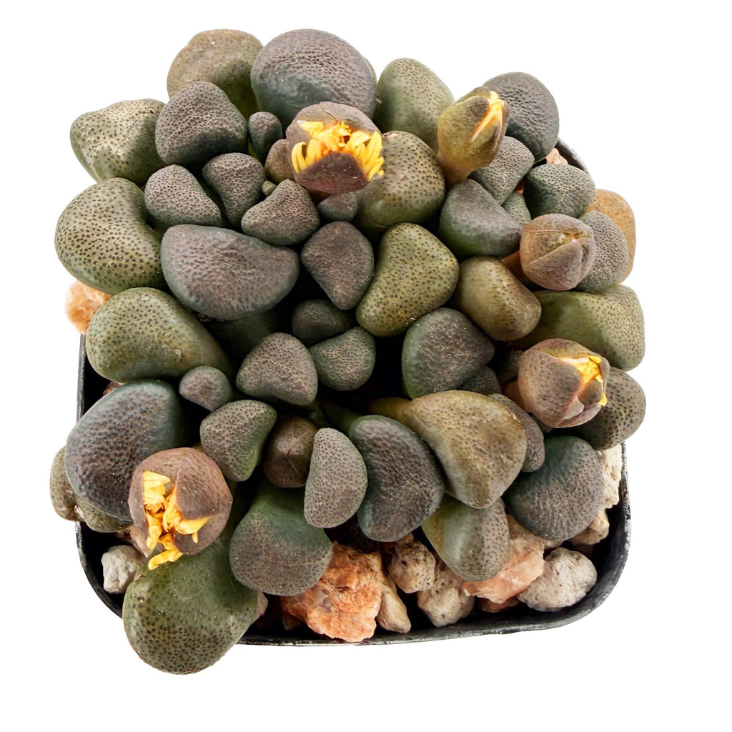 Aloinopsis schooneesii 'Living Stone'