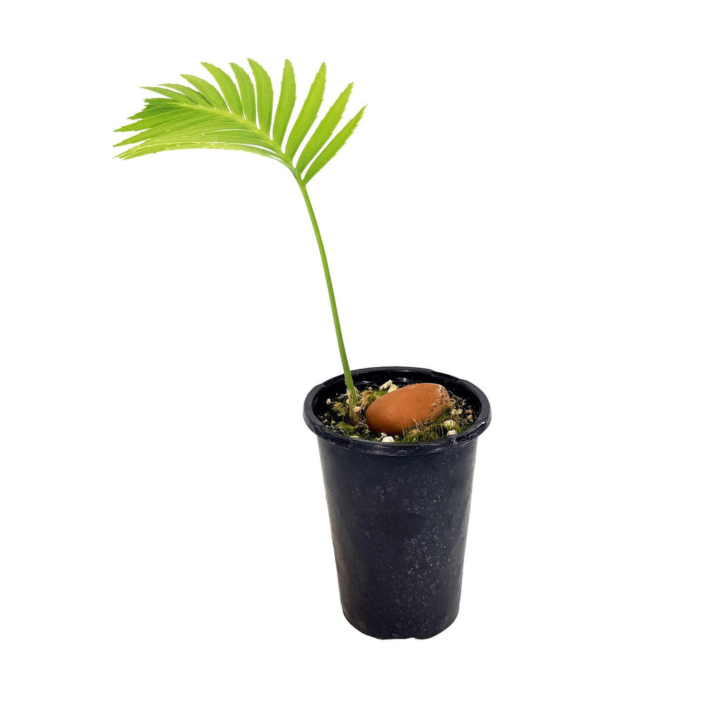Dioon spinulosum 'Giant Mexican Cycad'