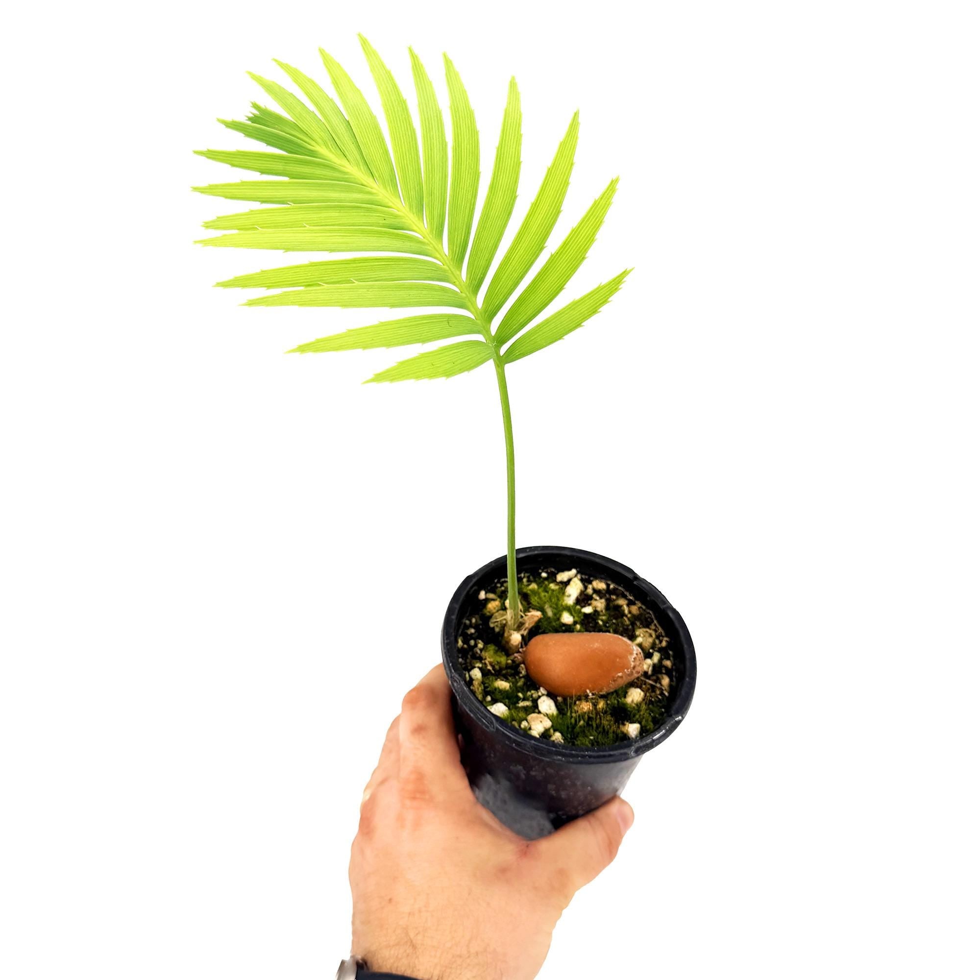 Dioon spinulosum 'Giant Mexican Cycad'