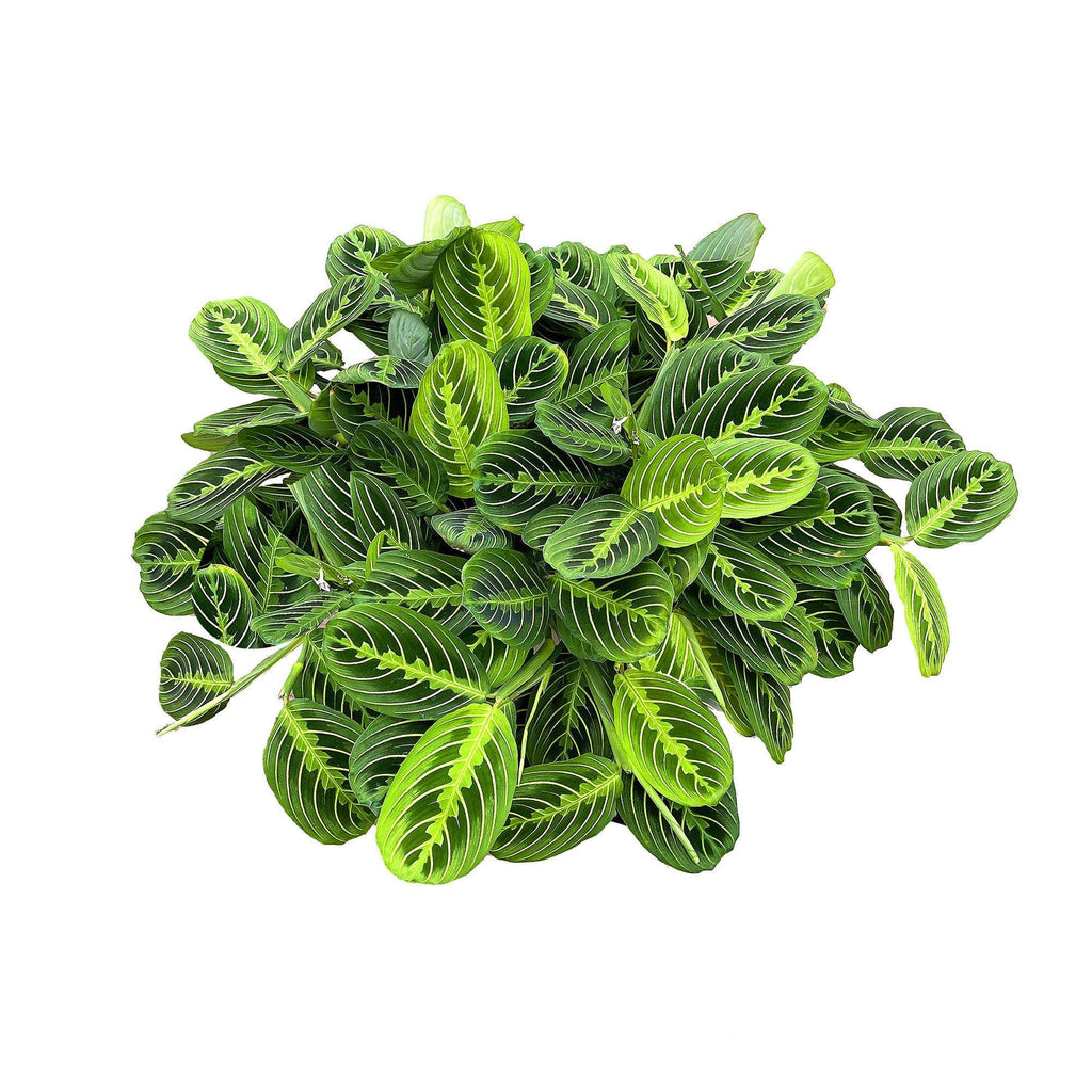 Maranta leuconeura ‘Lemon Lime’
