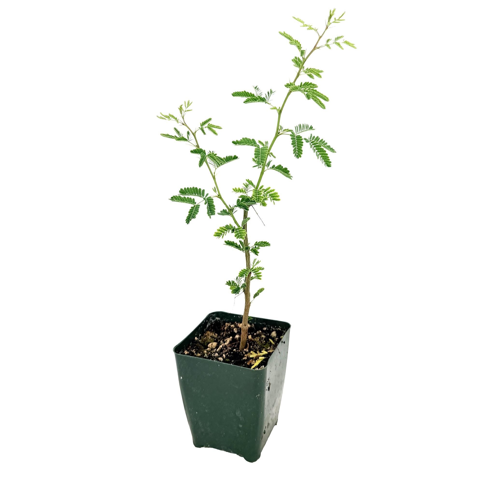 Acacia arabica 'Gum Arabic'