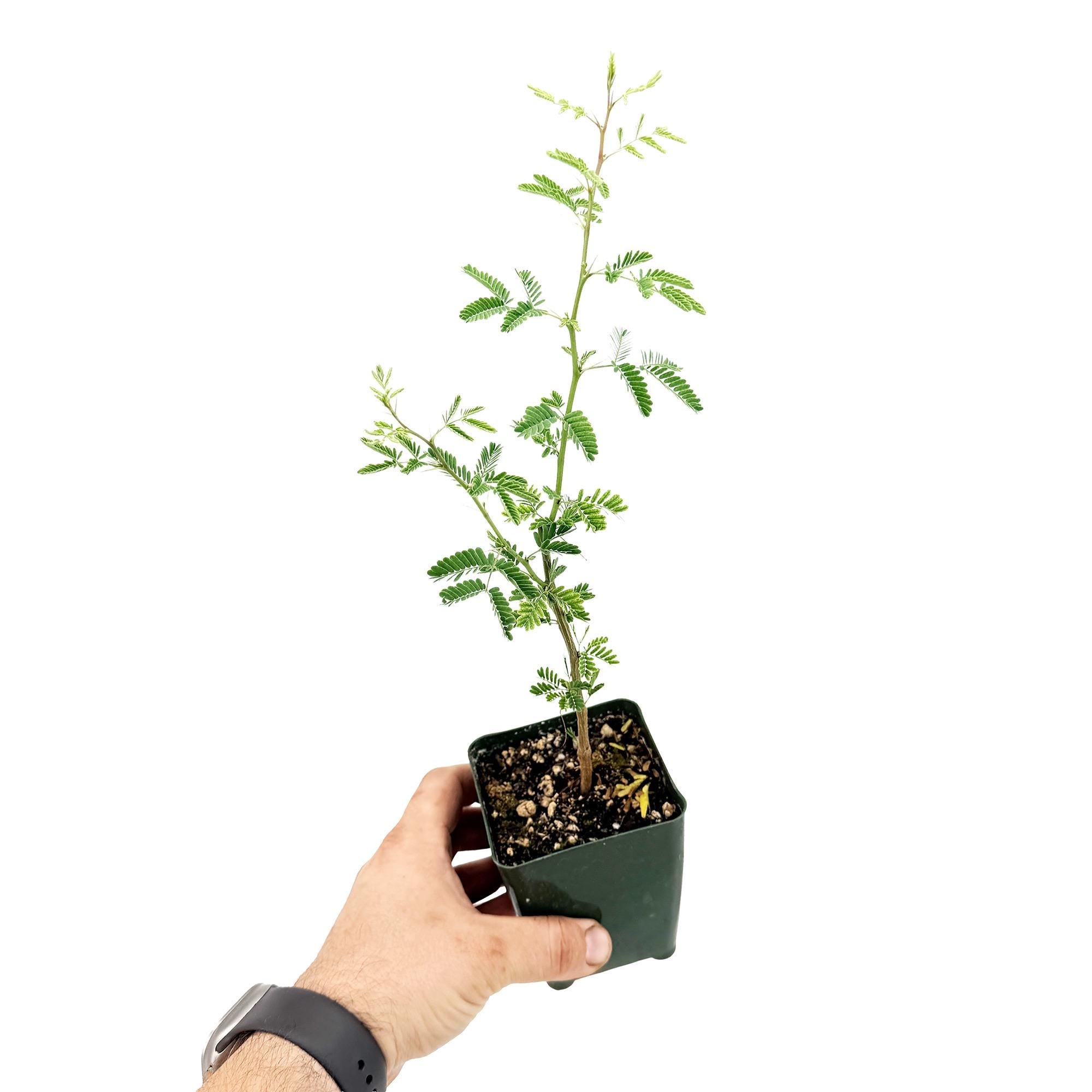 Acacia arabica 'Gum Arabic'