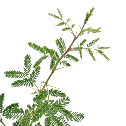Acacia arabica 'Gum Arabic'