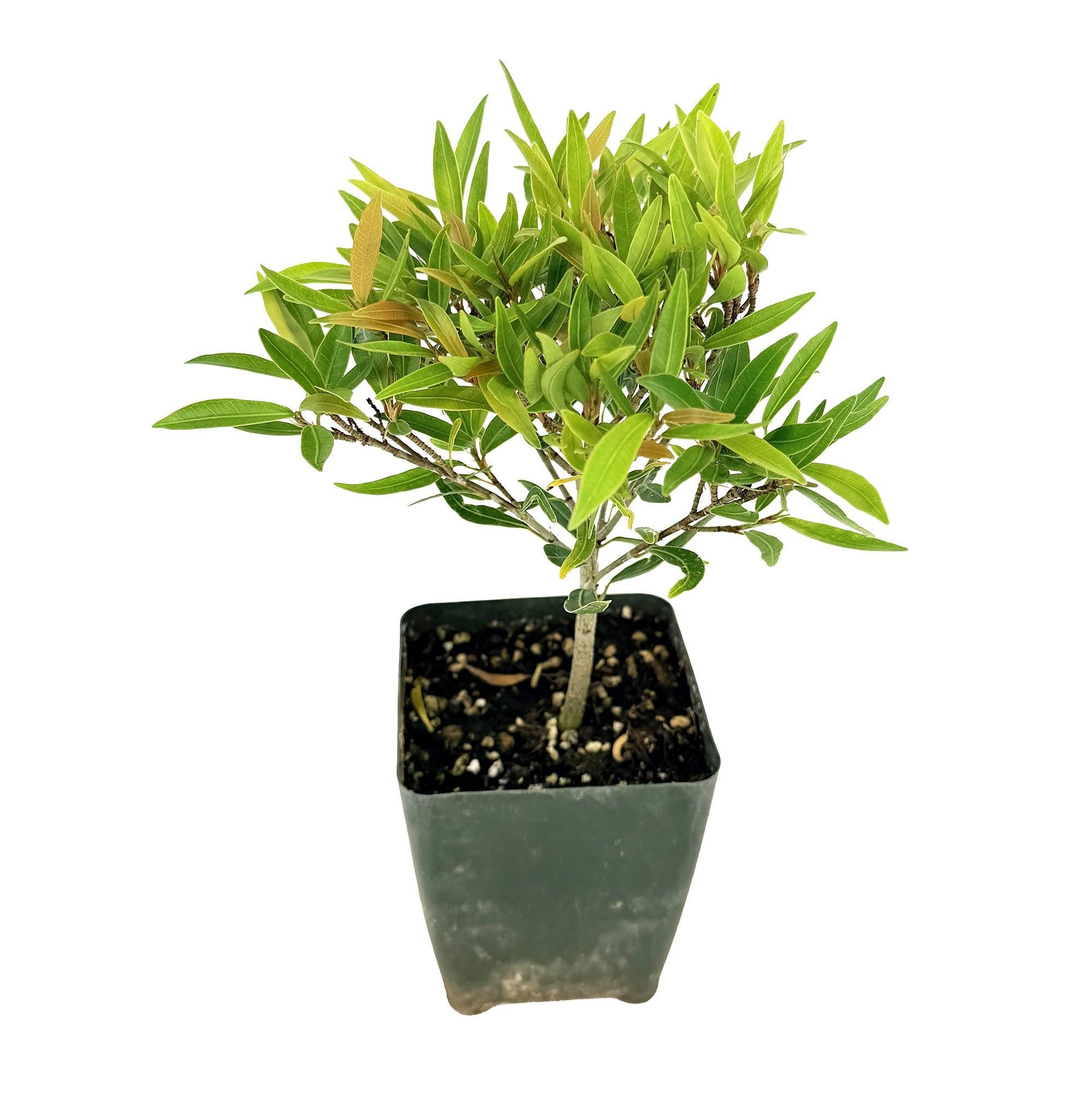 Ficus neriifolia 'Willow Leaf Fig'