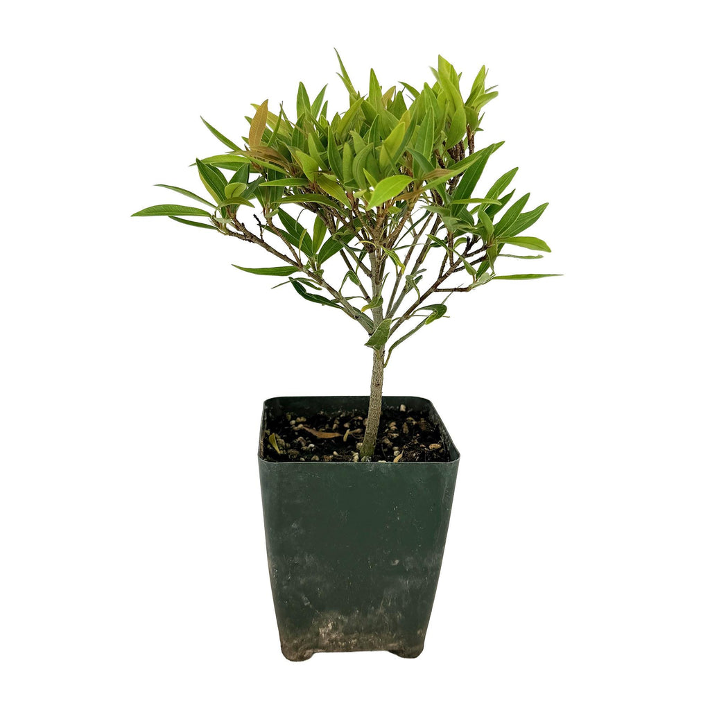 Ficus neriifolia 'Willow Leaf Fig'