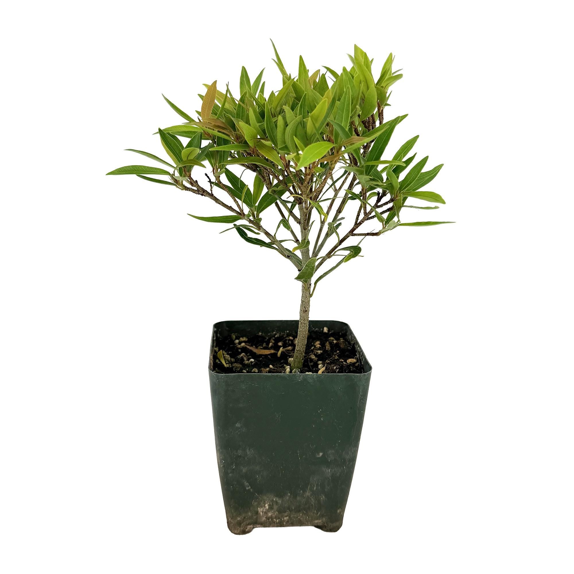 Ficus neriifolia 'Willow Leaf Fig'