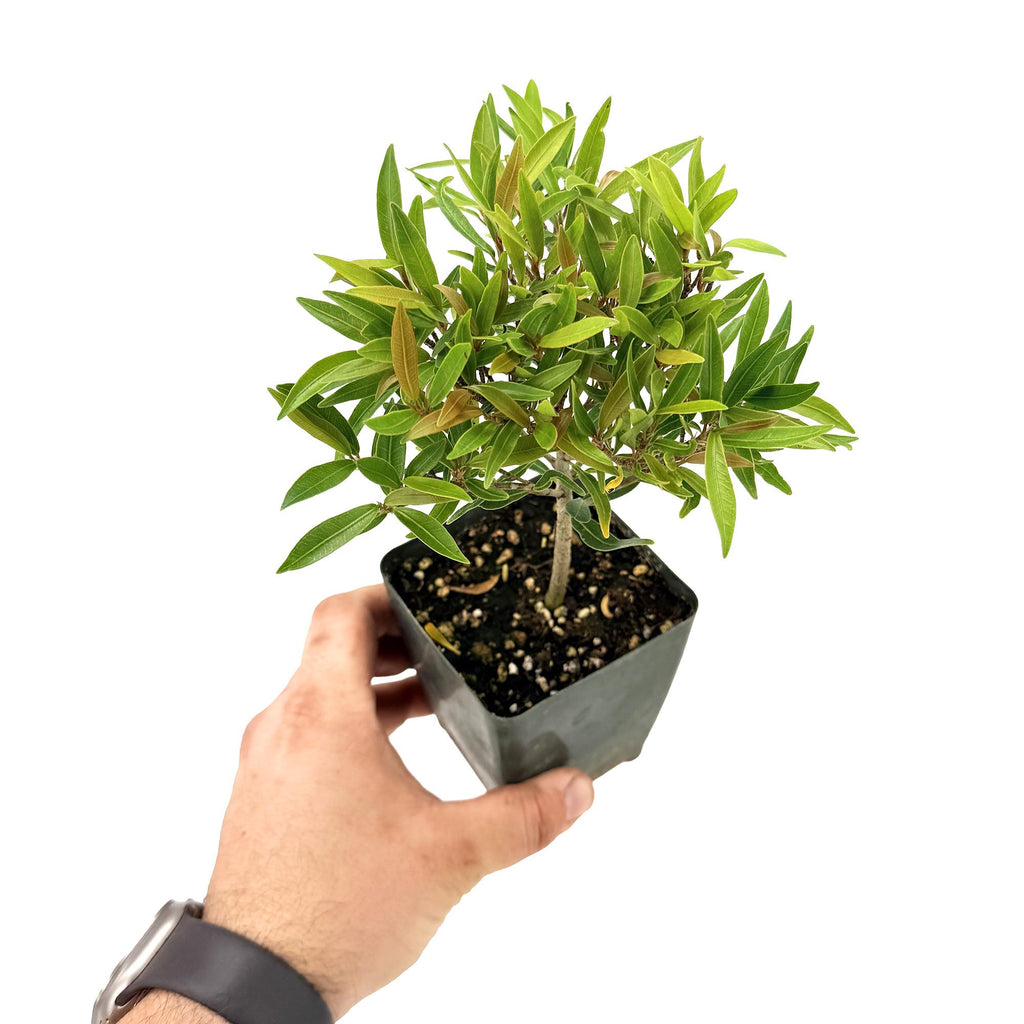 Ficus neriifolia 'Willow Leaf Fig'