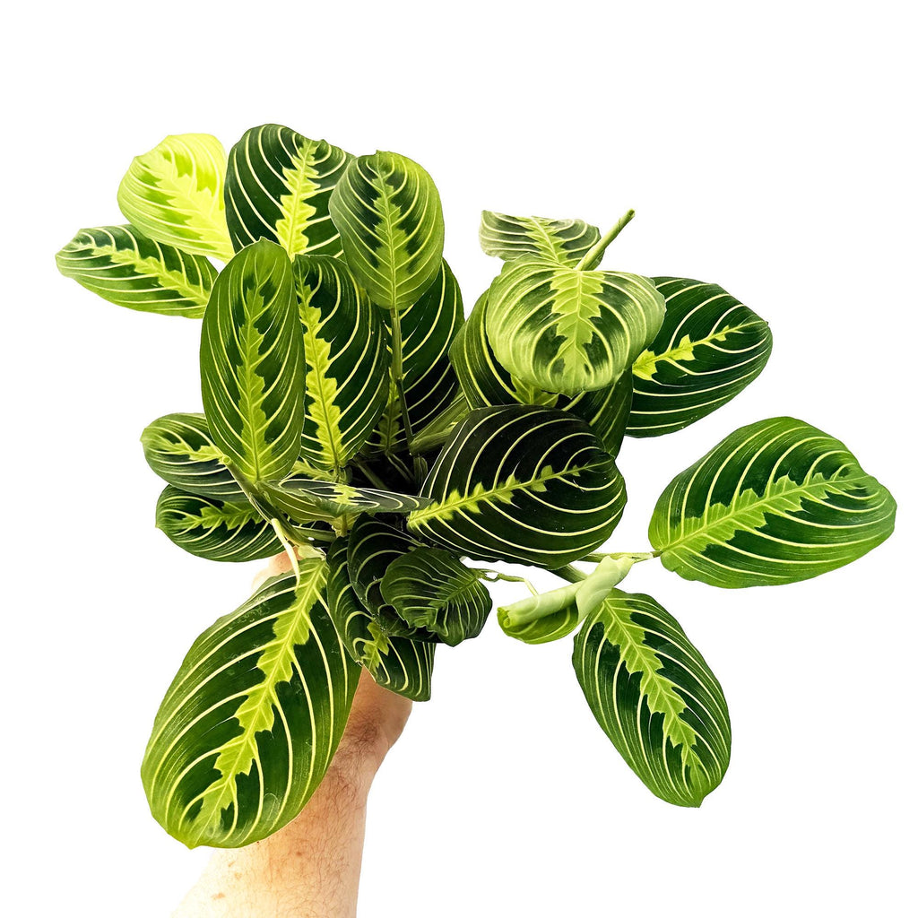 Maranta leuconeura ‘Lemon Lime’