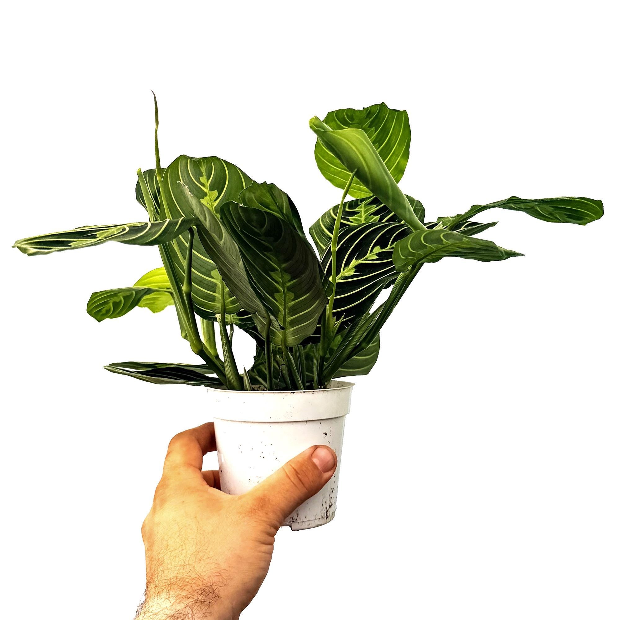 Maranta leuconeura ‘Lemon Lime’