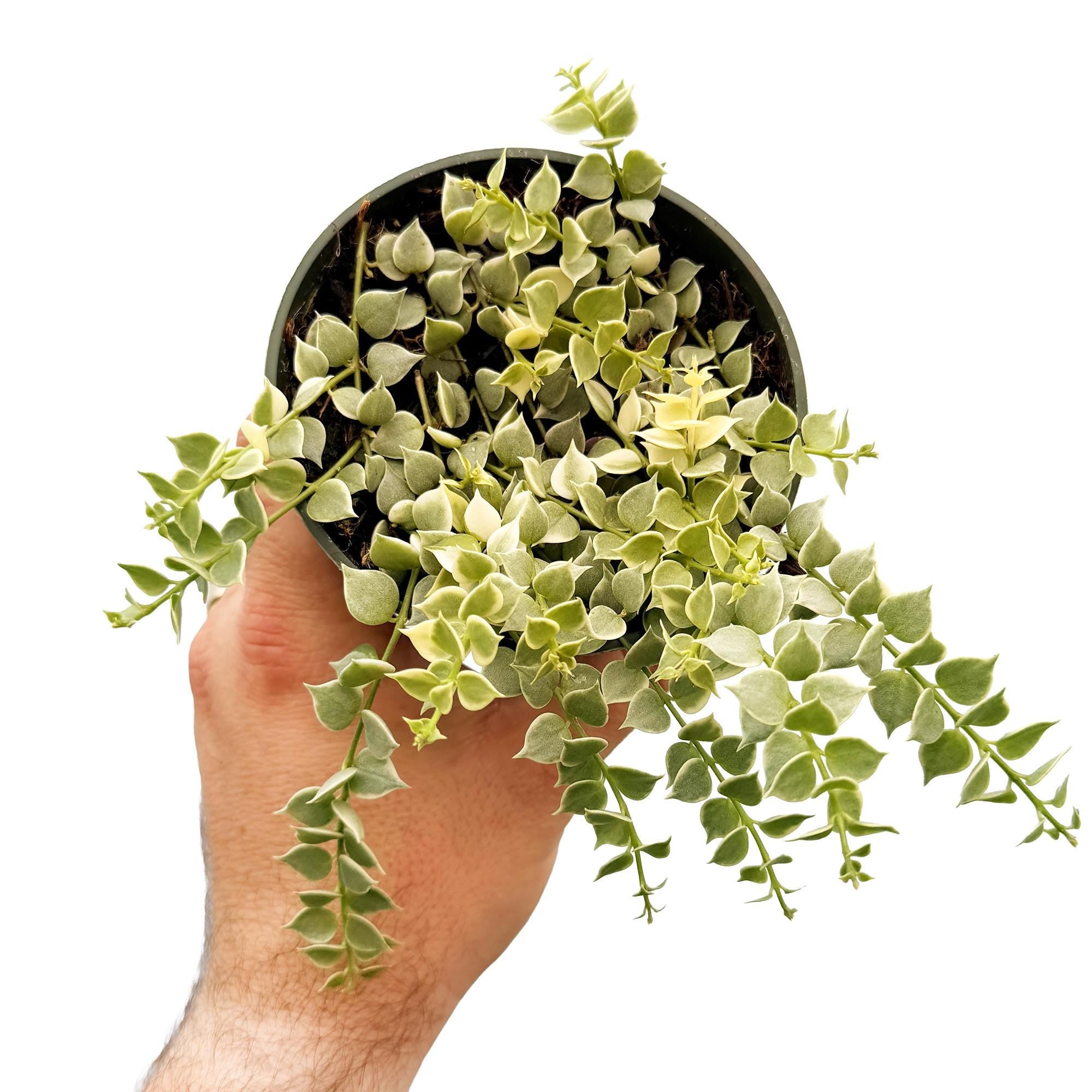 Dischidia ruscifolia 'Variegated Million Hearts'