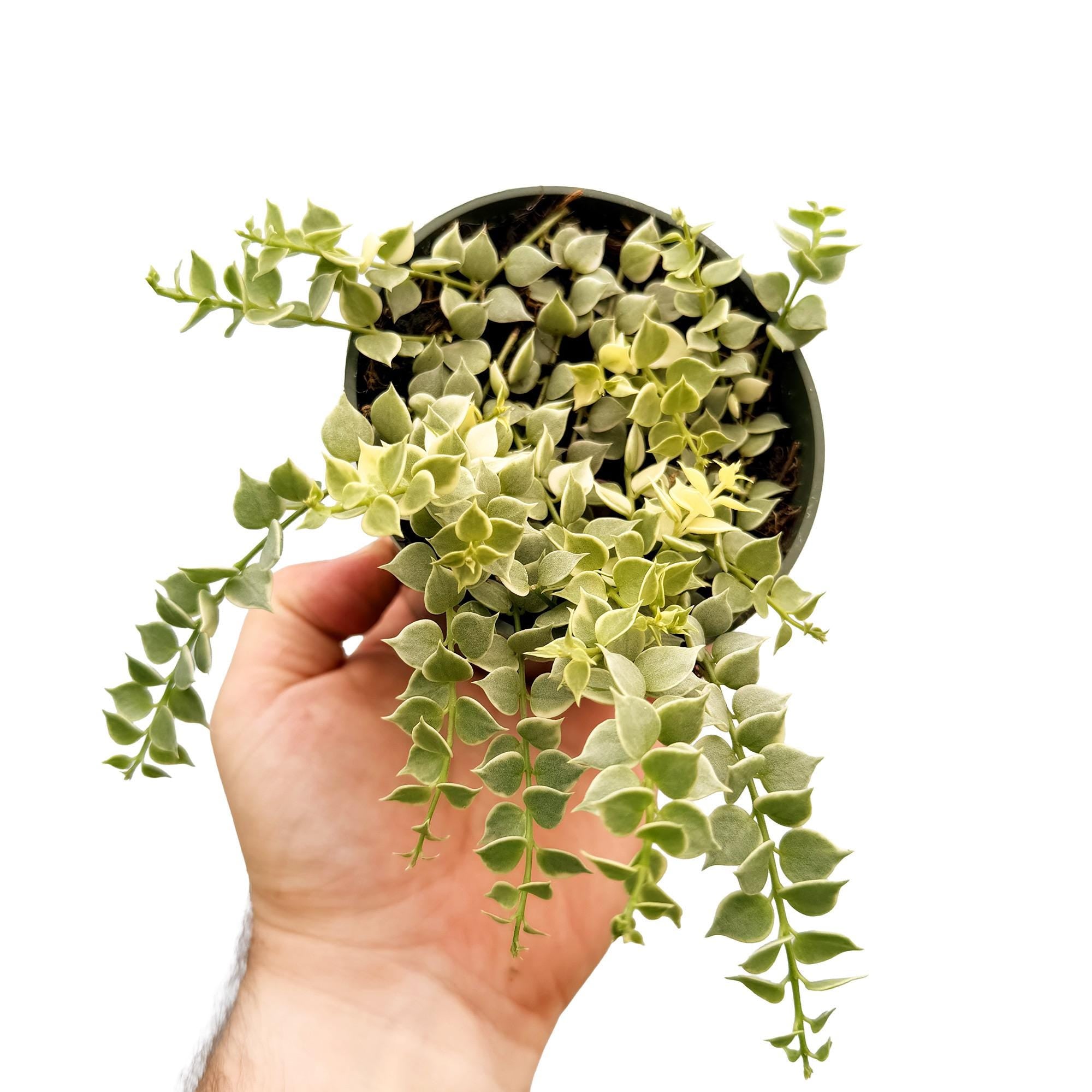 Dischidia ruscifolia 'Variegated Million Hearts'