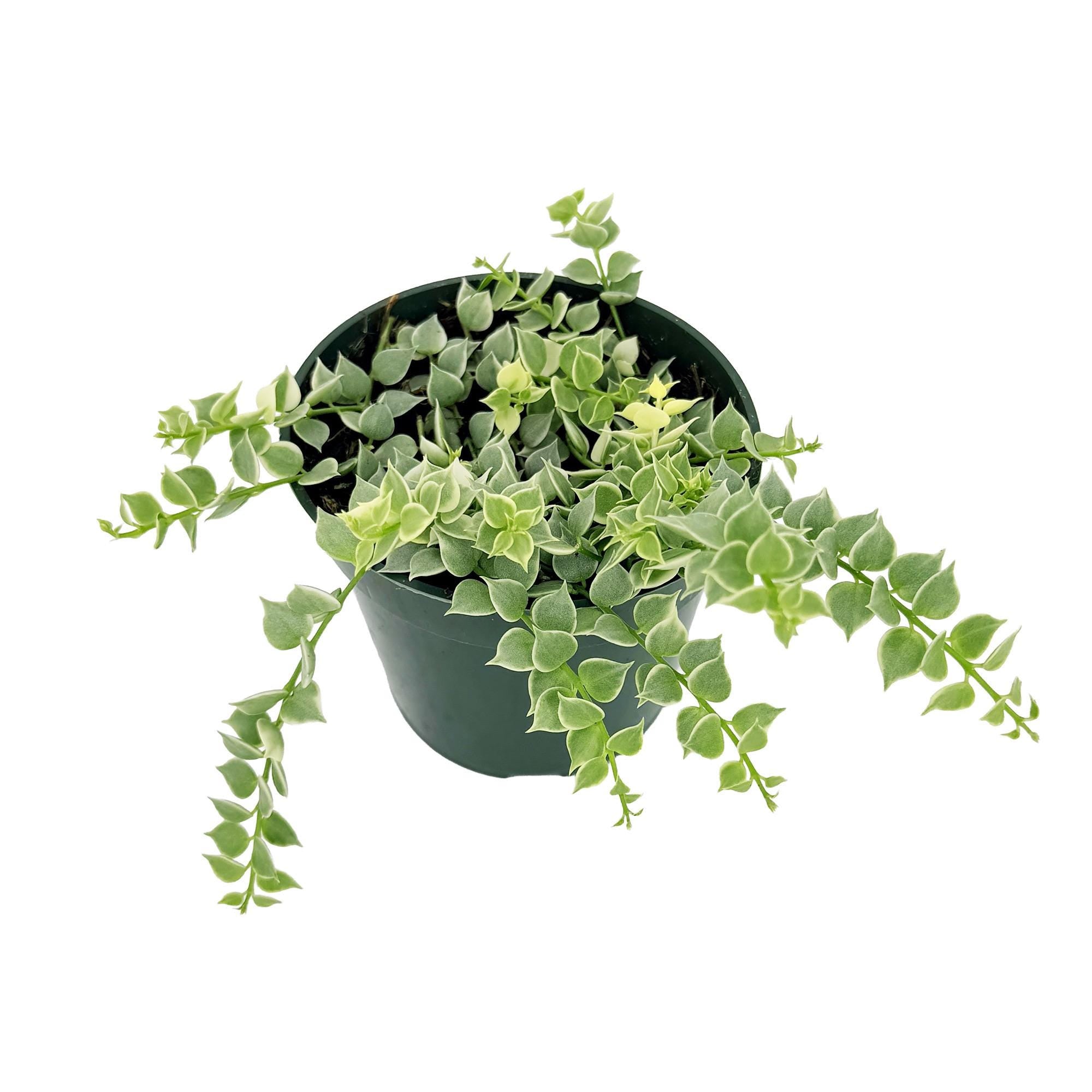 Dischidia ruscifolia 'Variegated Million Hearts'