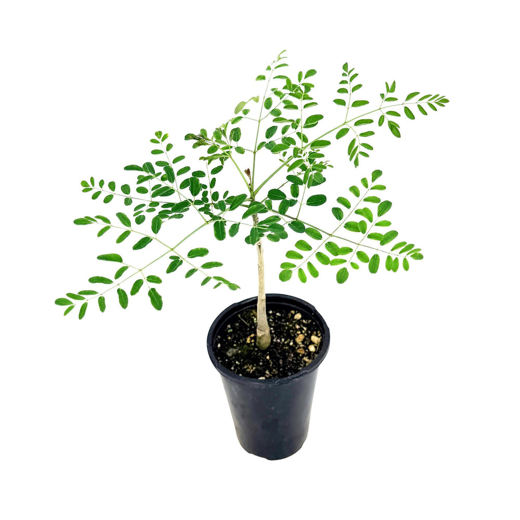 Moringa hildebrandtii 'Madagascar Bottle Tree'