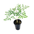 Moringa hildebrandtii 'Madagascar Bottle Tree'