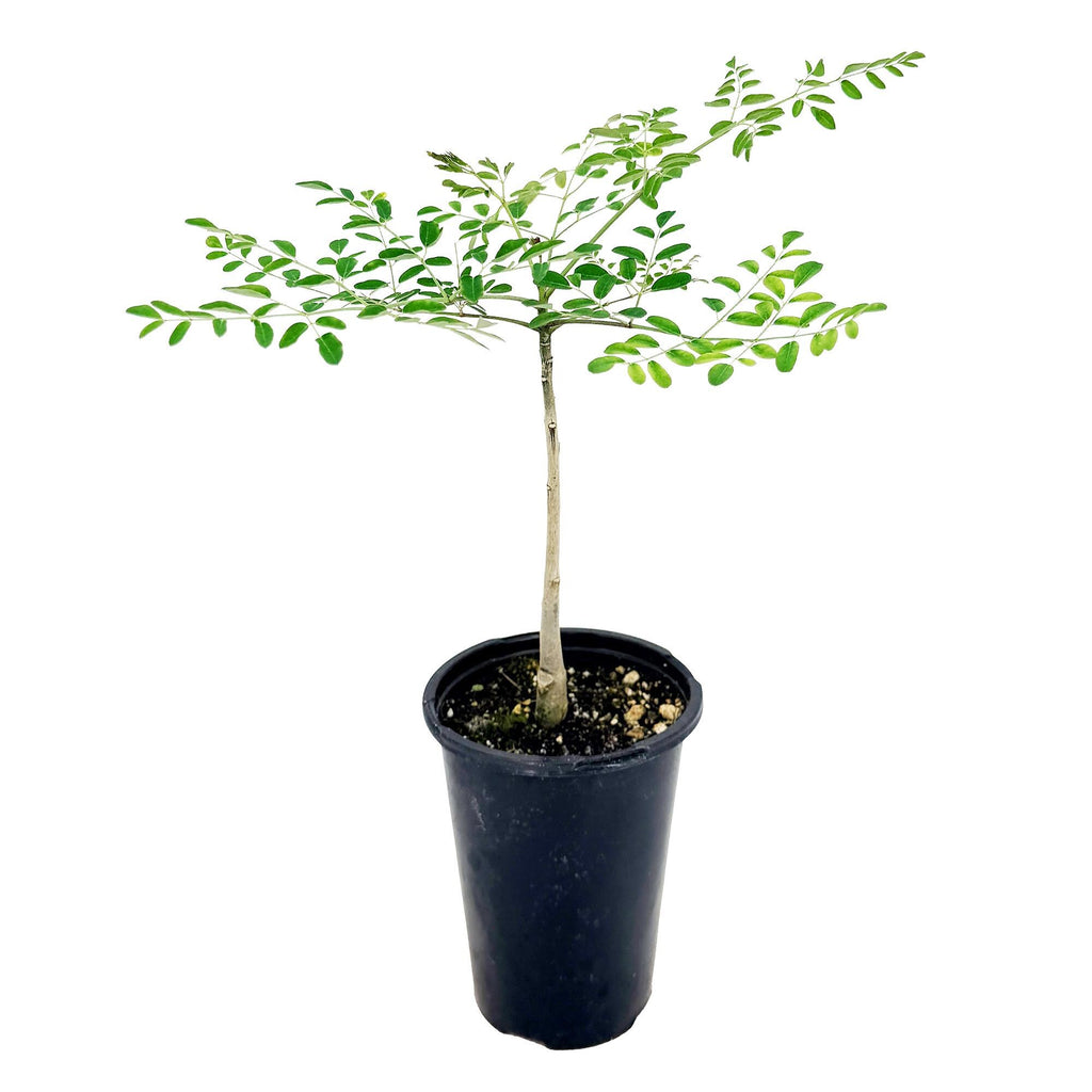 Moringa hildebrandtii 'Madagascar Bottle Tree'