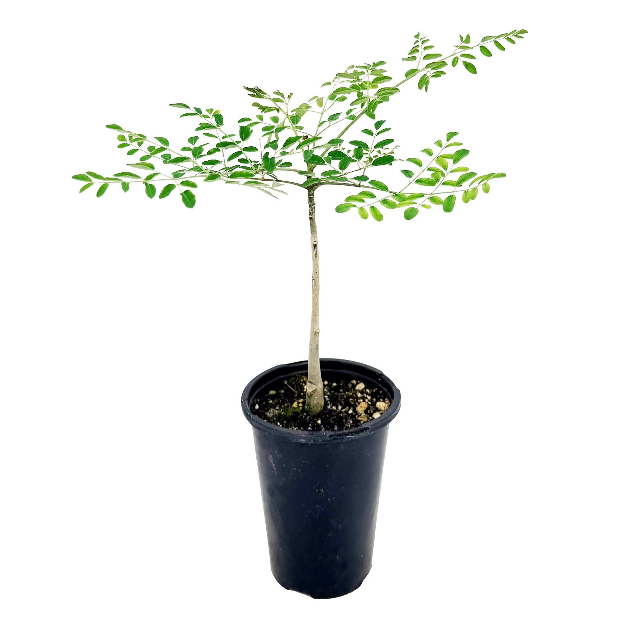 Moringa hildebrandtii 'Madagascar Bottle Tree'