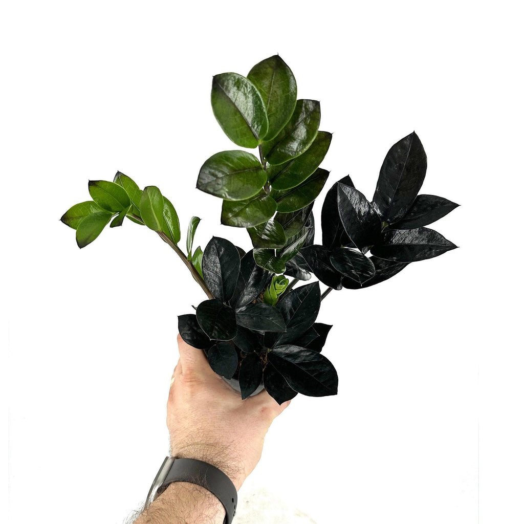 Zamioculcas zamiifolia 'Raven'