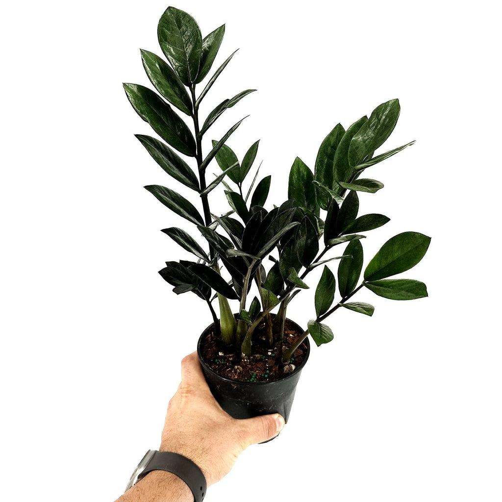 Zamioculcas zamiifolia 'Raven'