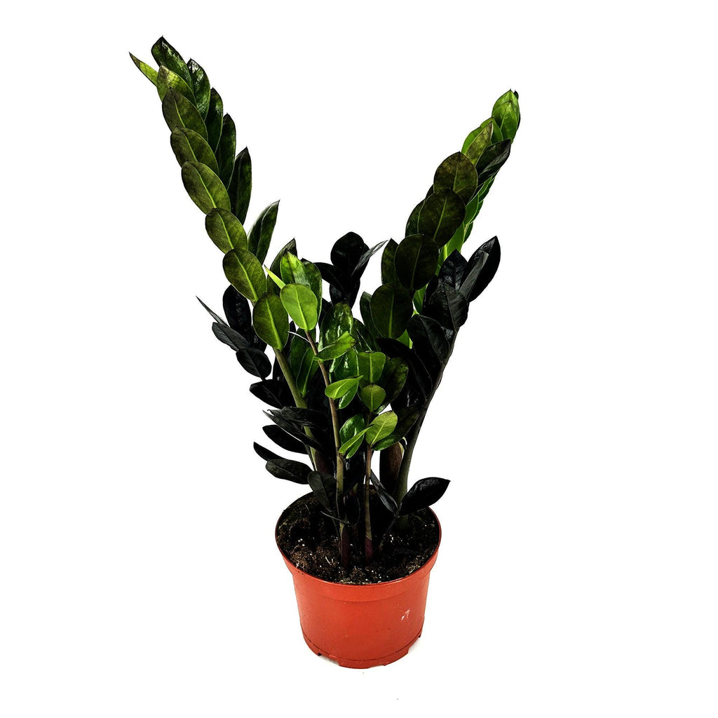 Zamioculcas zamiifolia 'Raven'