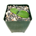 Haemanthus deformis