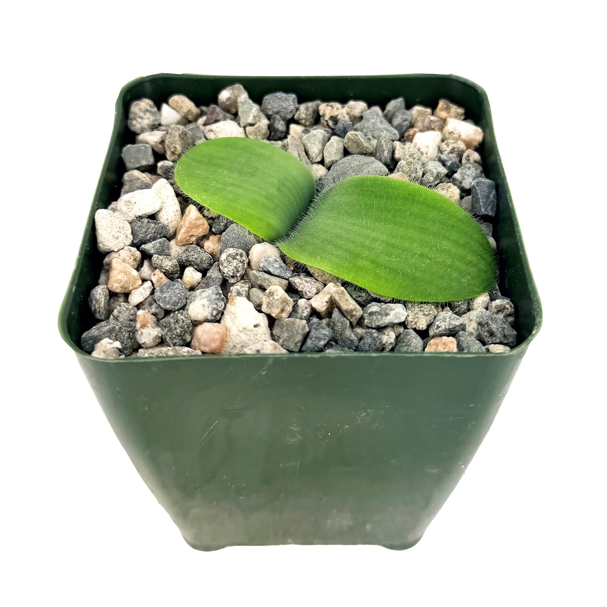 Haemanthus deformis
