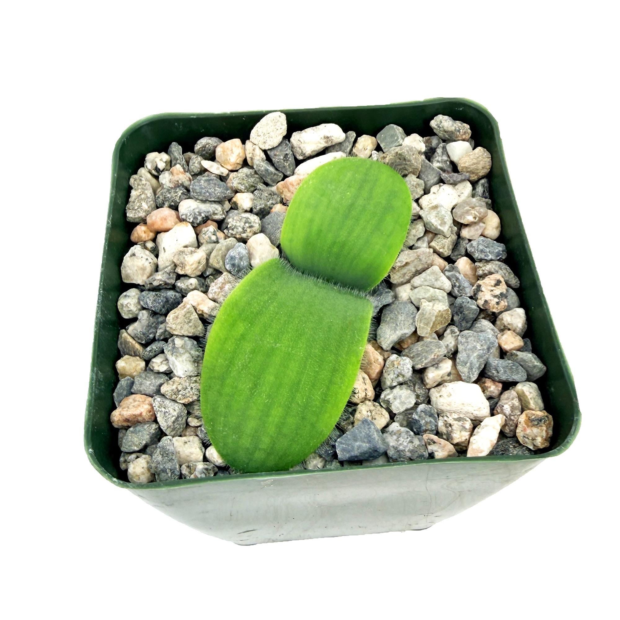 Haemanthus deformis