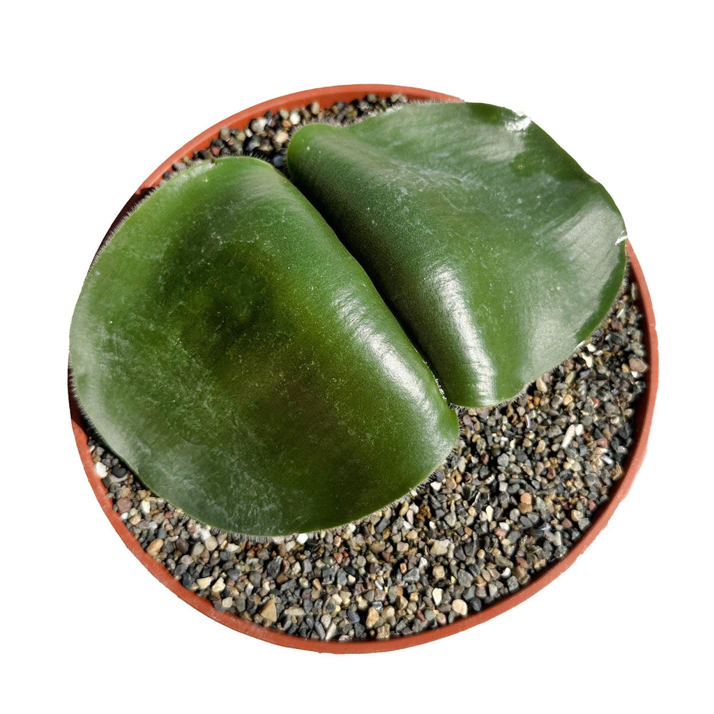 Haemanthus deformis
