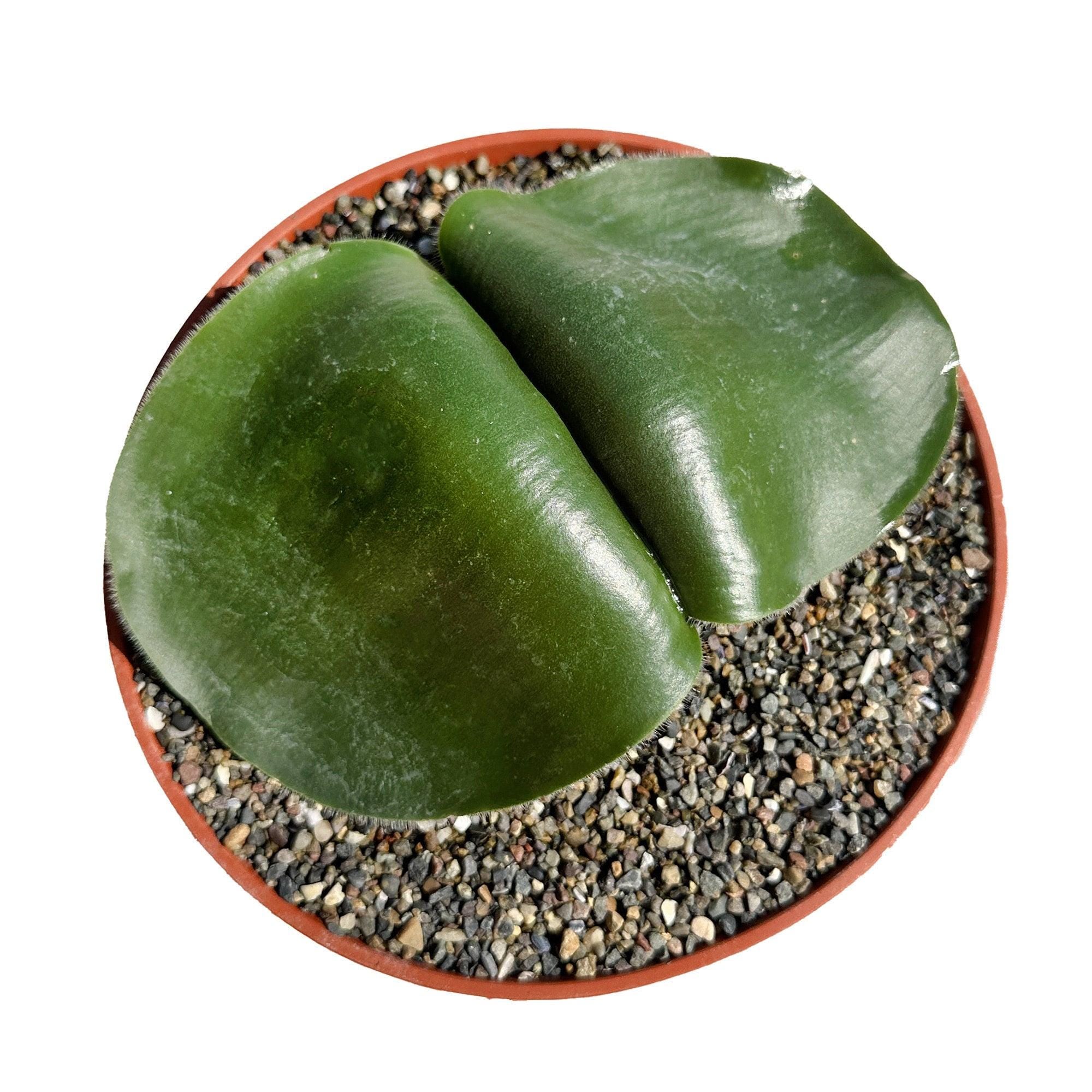 Haemanthus deformis