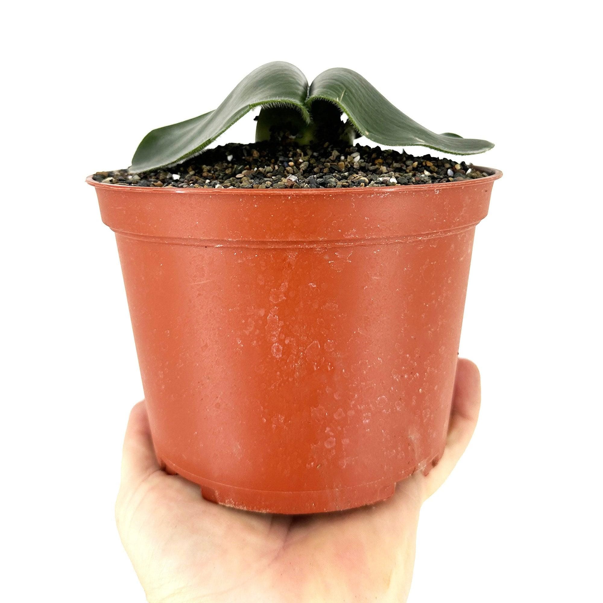 Haemanthus deformis