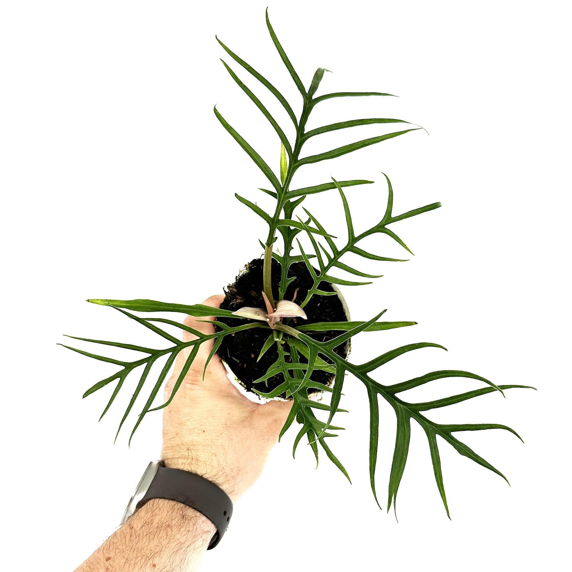 Philodendron Tortum