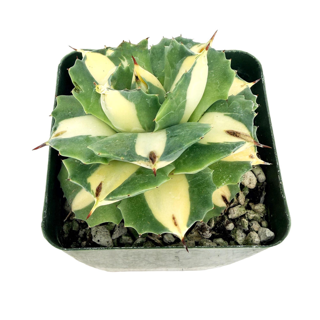 Agave isthmensis ‘Hoji Raijin'