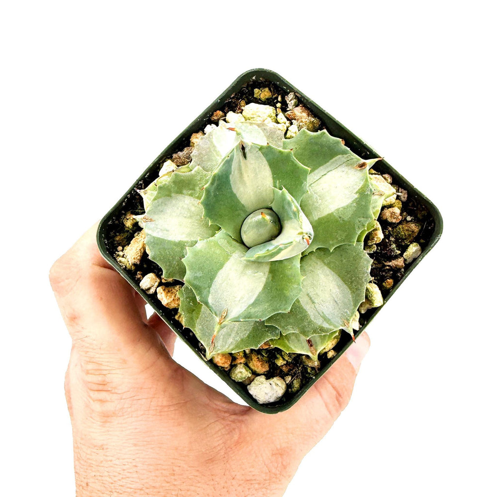 Agave isthmensis ‘Hoji Raijin'