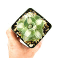 Agave isthmensis ‘Hoji Raijin'