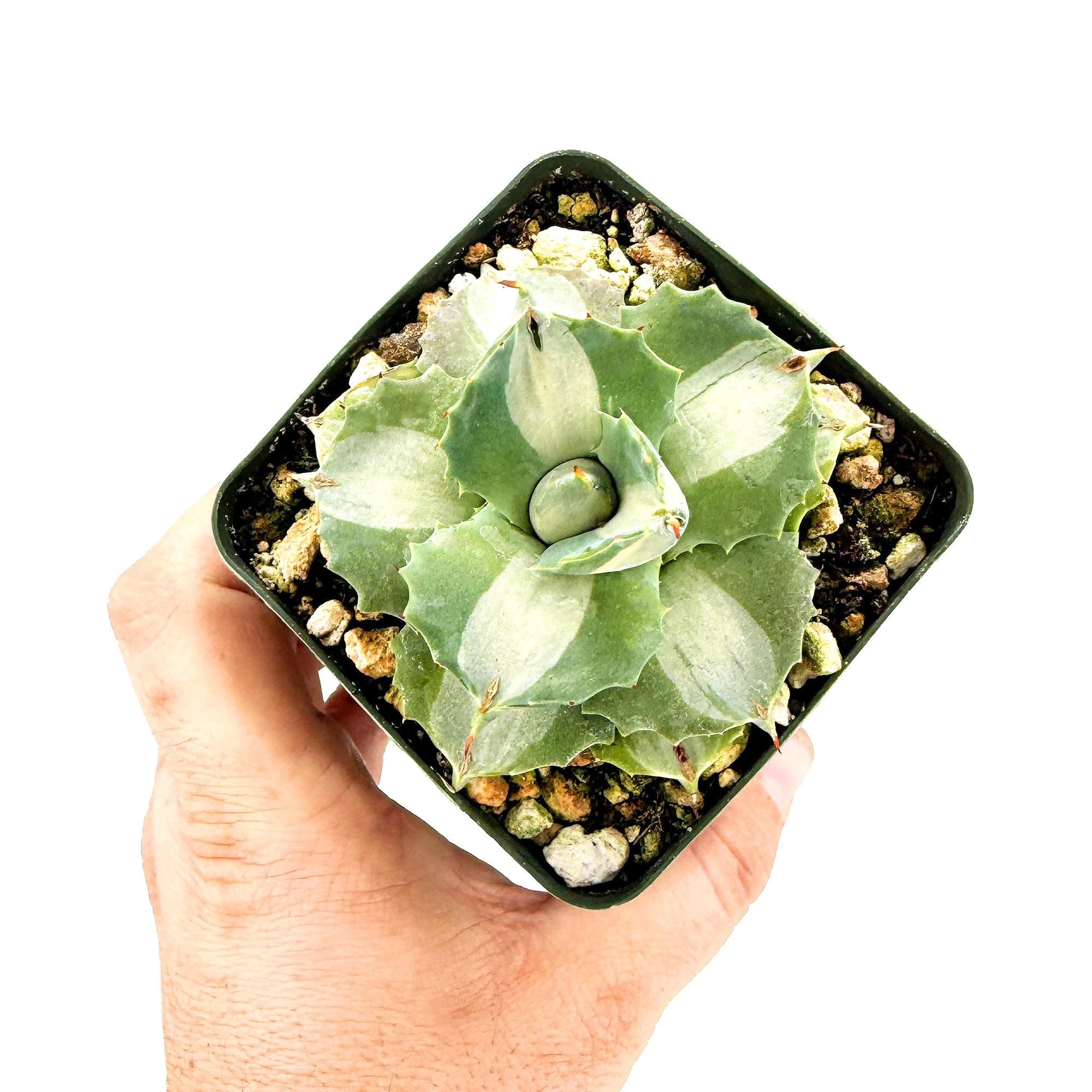 Agave isthmensis ‘Hoji Raijin'